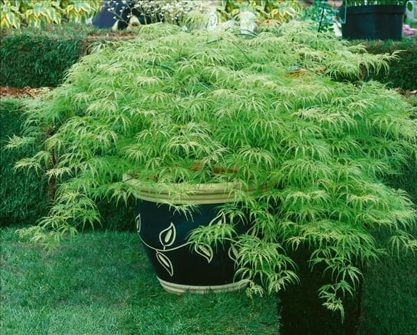Acer palmatum Dissectum-Grp. Filigree
