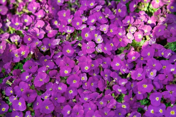 Aubrieta Kitte Blue