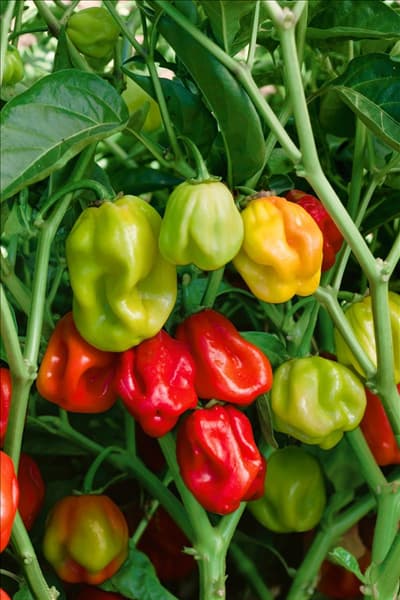 Capsicum chinense Habanero an der Pflanze