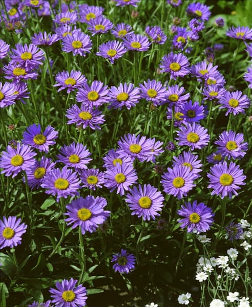 Aster alpinus blue