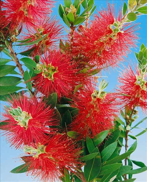 Callistemon citrinus