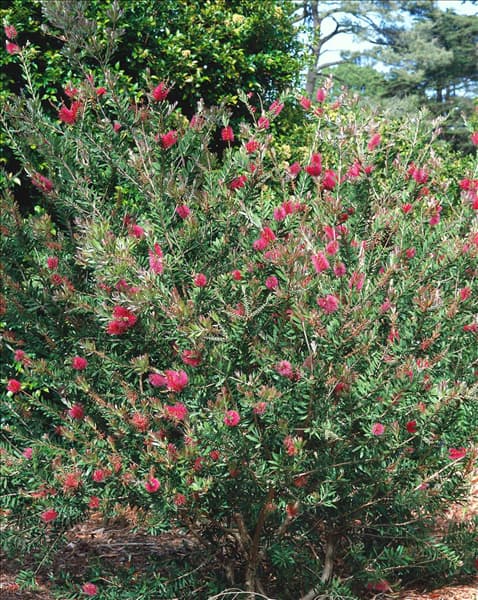 CALLISTEMON CITRINUS JEFFERSII PURPLE