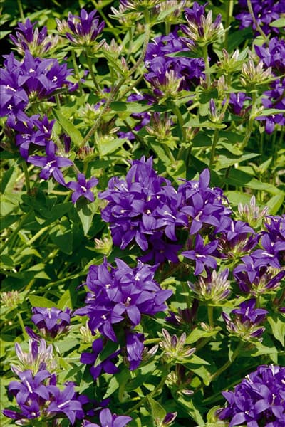 Campanula glomerata