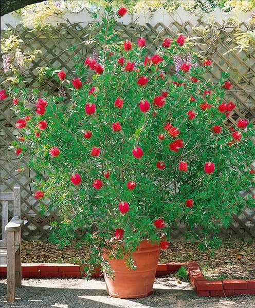 CALLISTEMON CITRINUS