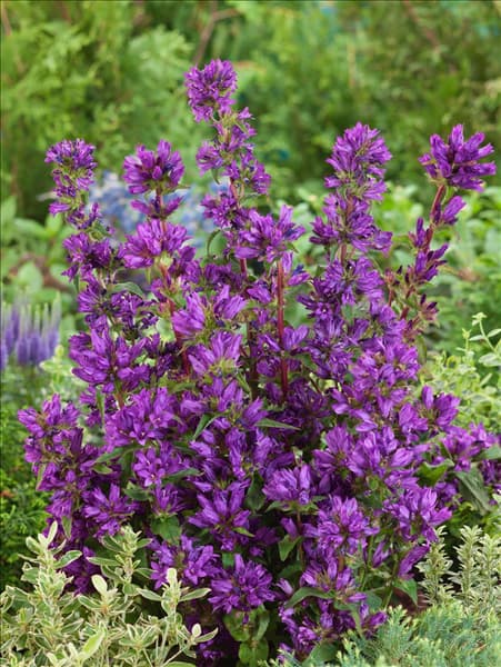 Campanula glomerata Speciosa