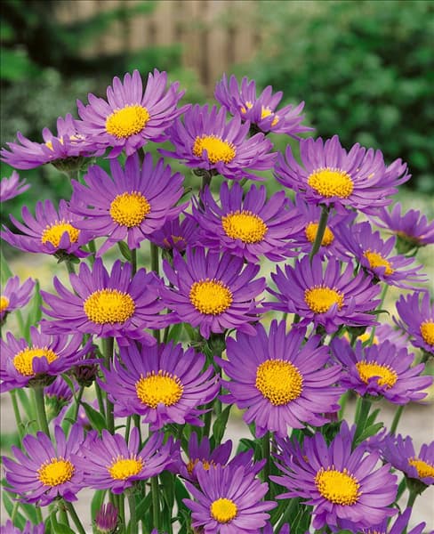 Aster alpinus violet