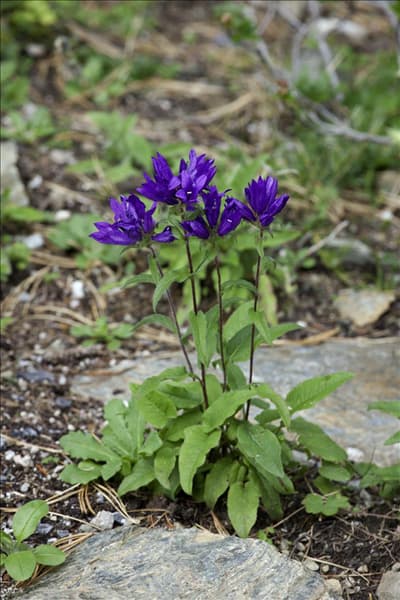 Campanula glomerata