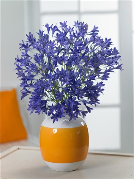 Triteleia laxa Queen Fabiola in Vase