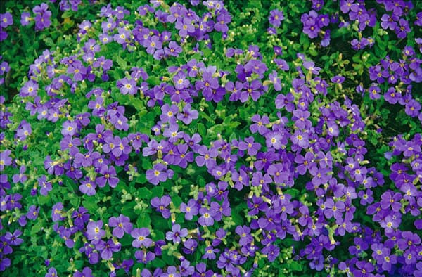 Aubrieta x cultorum Blue Emperor