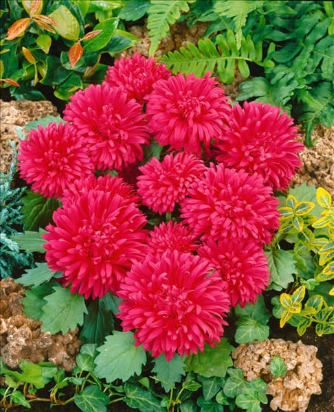 Callistephus chinensis  Milady Carmine