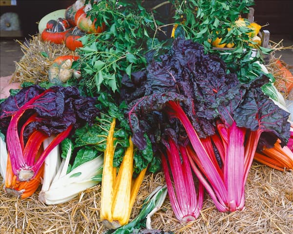 Mangold / Beta vulgaris var. cicla mixed
