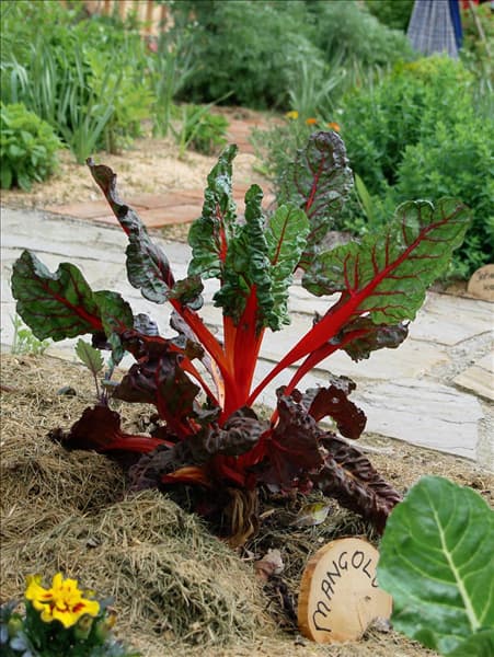 Mangold / Beta vulgaris var.cicla