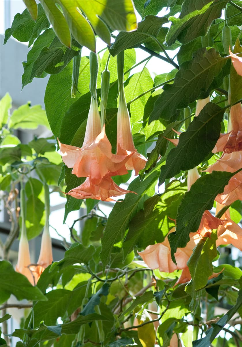 Brugmansia suaveolens