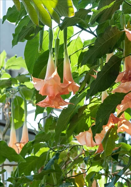 Brugmansia suaveolens