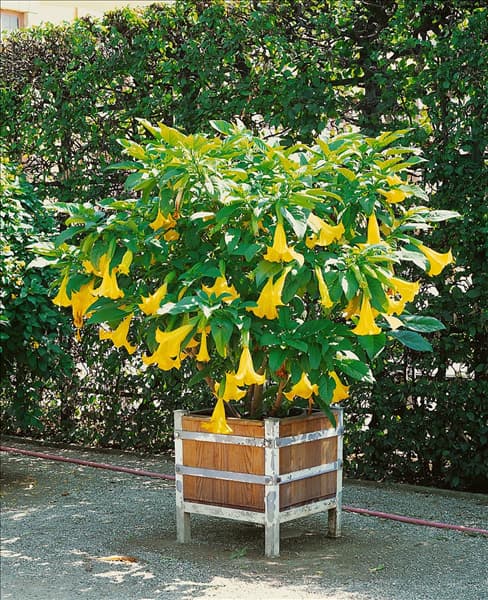 Brugmansia suaveolens Goldtraum im Topf