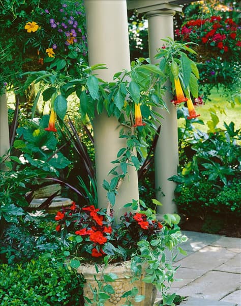 Brugmansia suaveolens