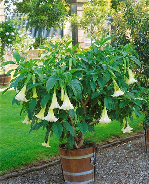Brugmansia suaveolens im Topf