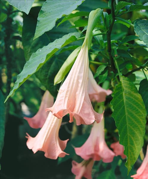 Brugmansia suaveolens Rosa Traum