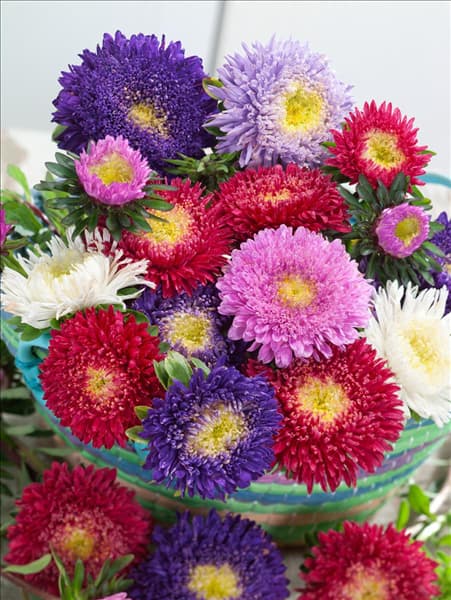 Callistephus chinensis Riesen Prinzess