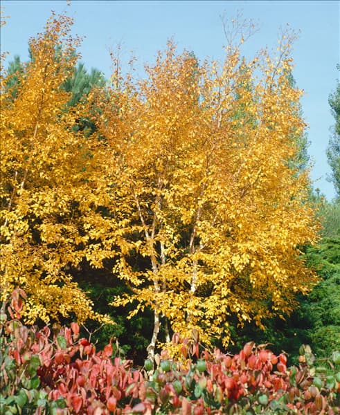 BETULA PAPYRIFERA / HERBST