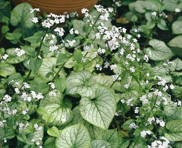 Brunnera macrophylla Mr. Morse