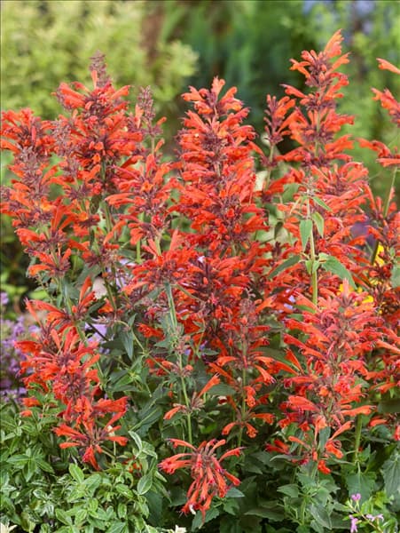 Agastache Nectar™ Orange