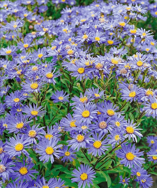 Aster amellus