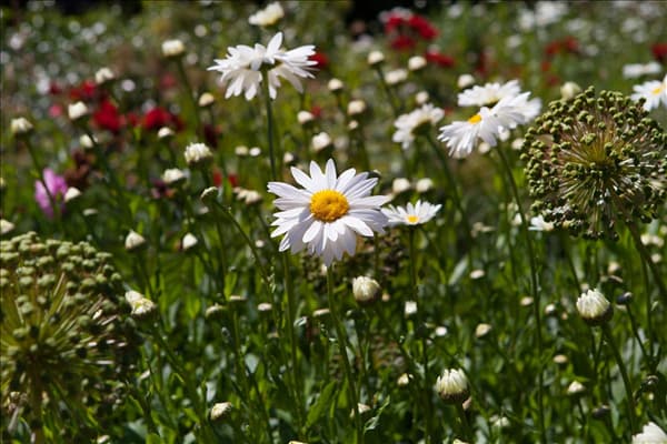 Chamaemelum nobile