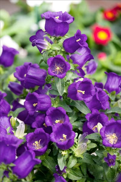 Campanula medium Appeal Deep Blue