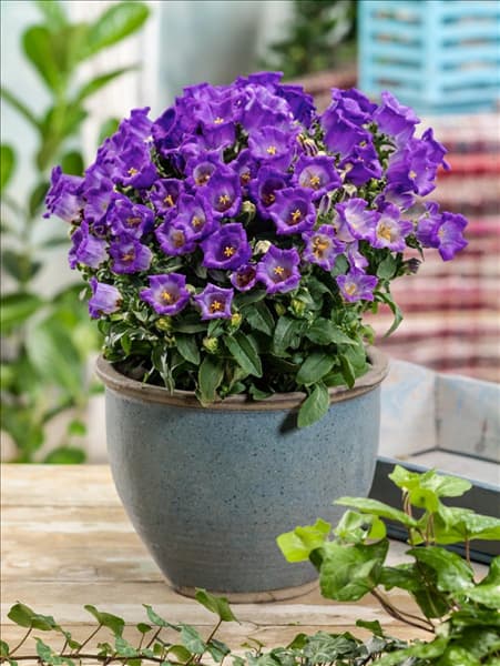 Campanula medium  Appeal Deep Blue