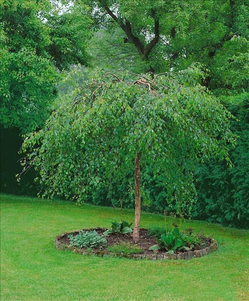 Betula pendula Youngii