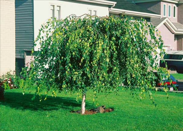 BETULA PENDULA YOUNGII
