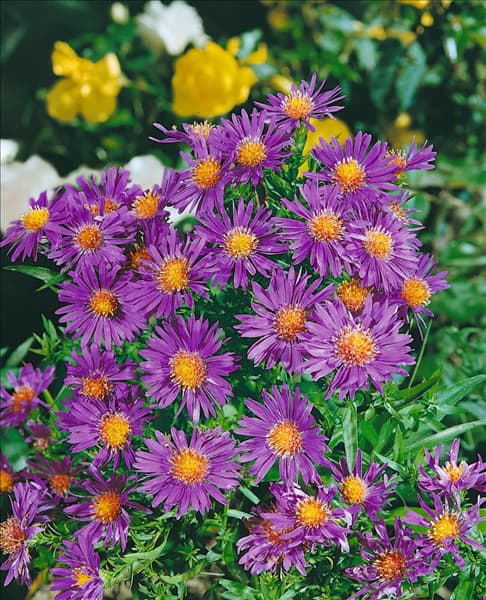 ASTER DUMOSUS AUGENWEIDE