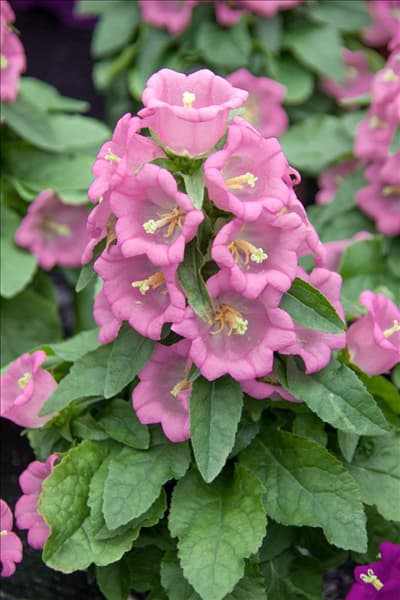 Campanula medium Appeal Pink