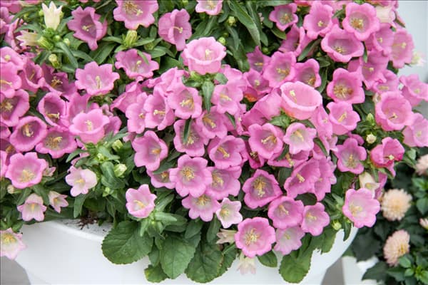 Campanula medium Appeal Pink