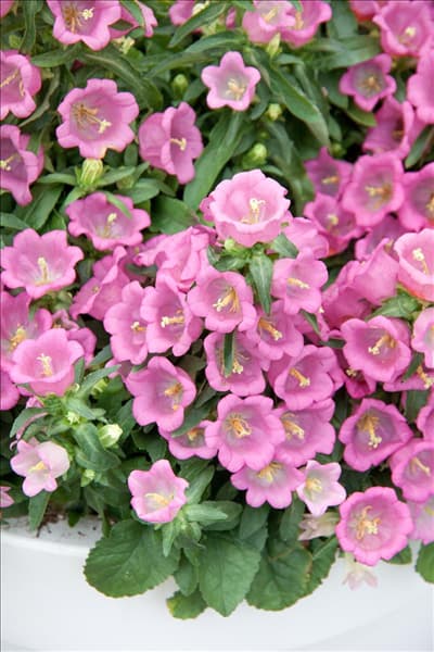 Campanula medium Appeal Pink