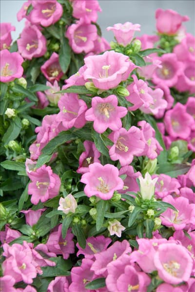 Campanula medium Appeal Pink