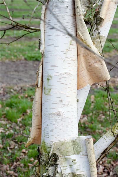 Betula utilis Doorenbos