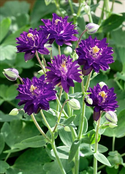 Aquilegia vulgaris Blue Barlow