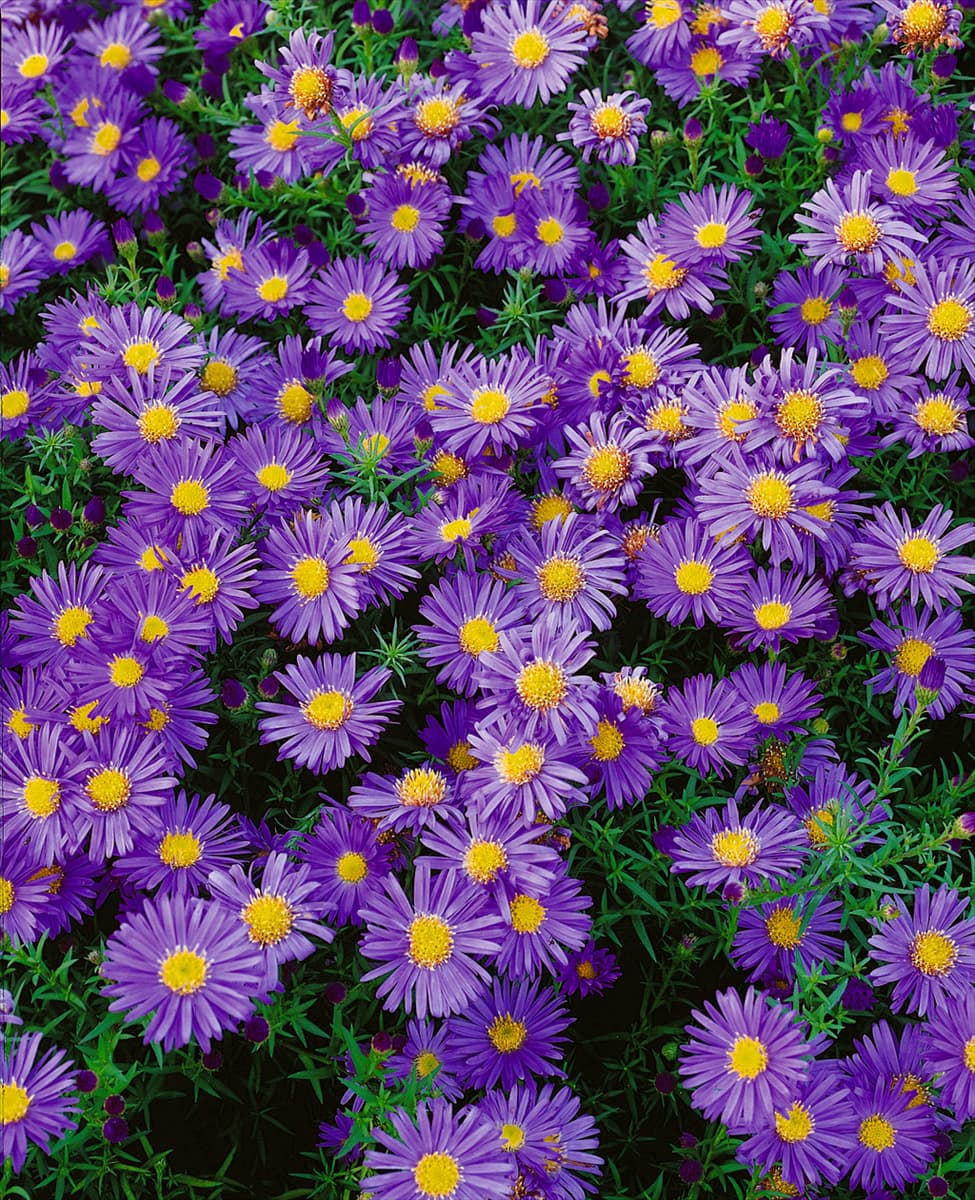 ASTER DUMOSUS FIDELIO