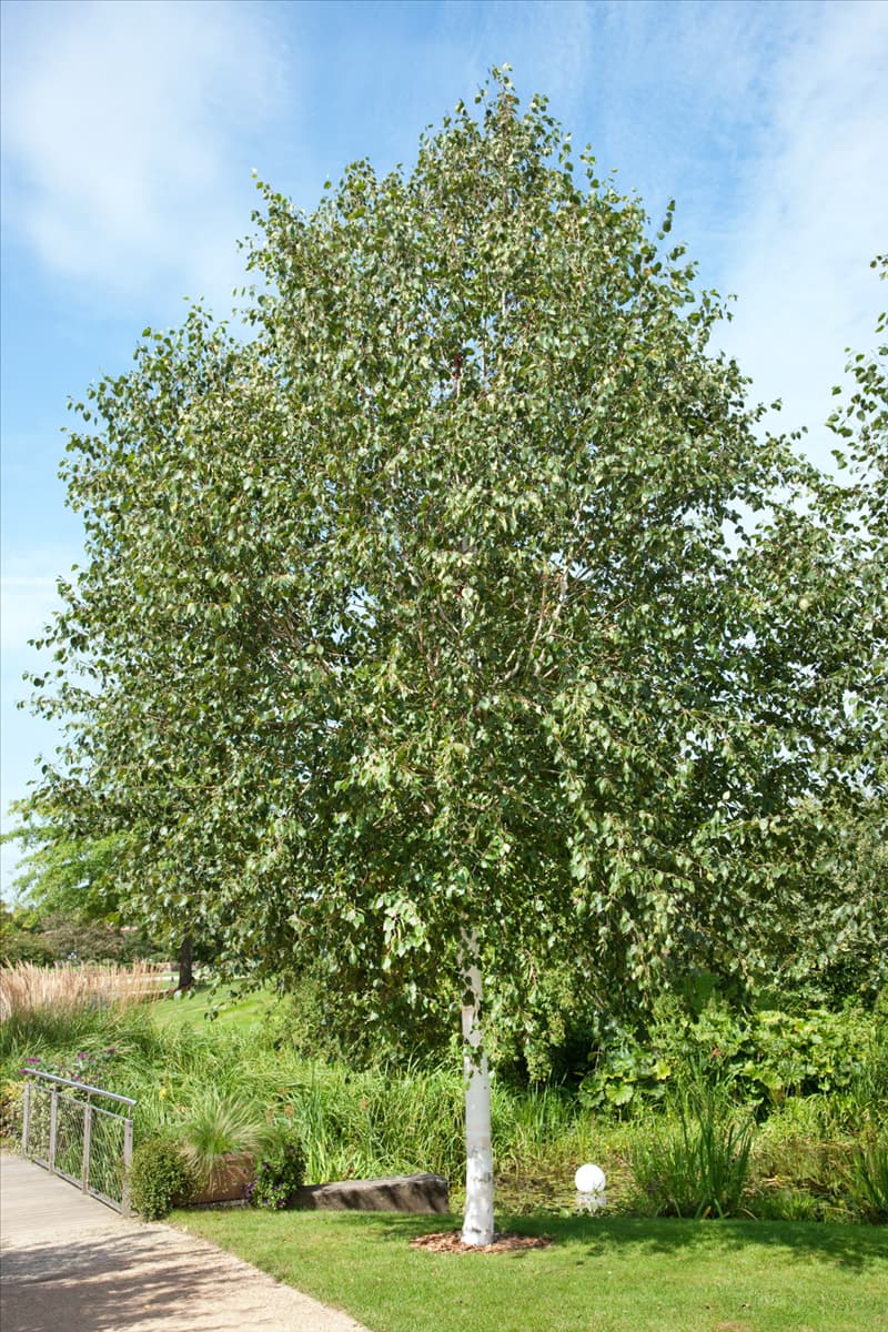 Betula utilis Doorenbos