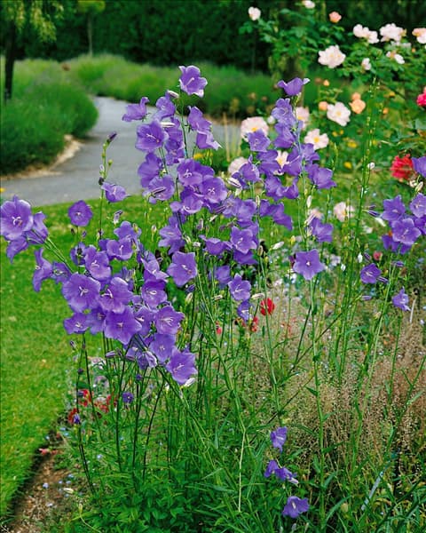 CAMPANULA PERSICIFOLIA TELHAM BEAUTY