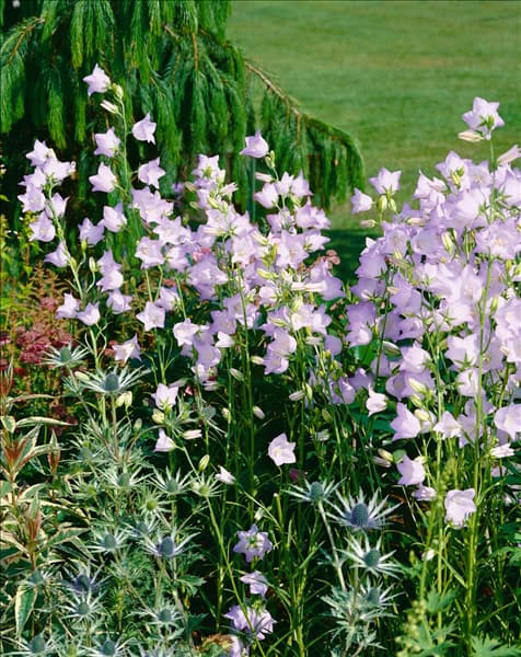 Campanula persicifolia Chettle Charm