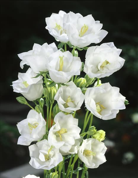 CAMPANULA PERSICIFOLIA ALBA PLENA