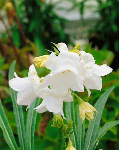 Campanula persicifolia Hampstead White