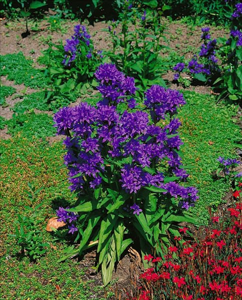 CAMPANULA PERSICIFOLIA