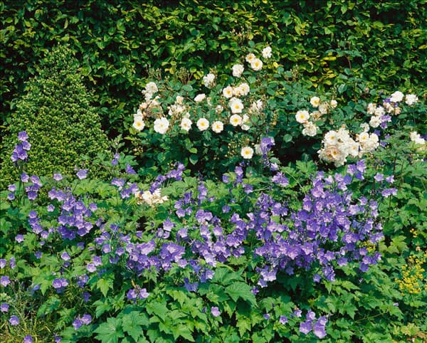 Campanula persicifolia