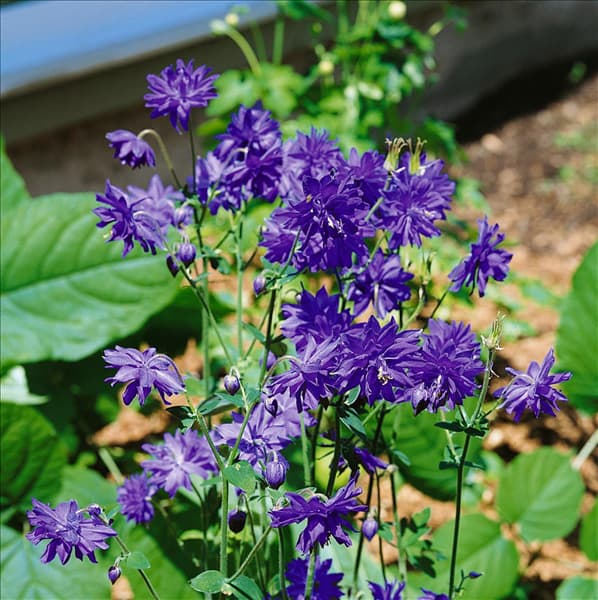 Aquilegia vulgaris Blue Barlow