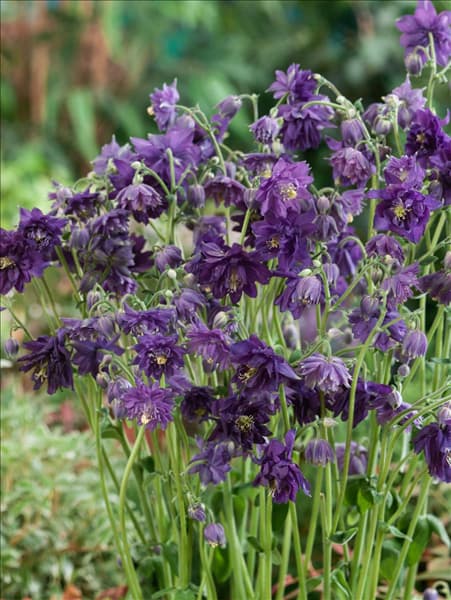 Aquilegia vulgaris Blue Barlow