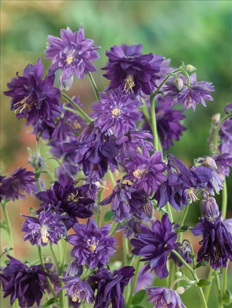 Aquilegia vulgaris Blue Barlow